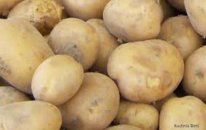 Ziemniaki CORINNA [Wczesny] eko od p. Adamczyka 