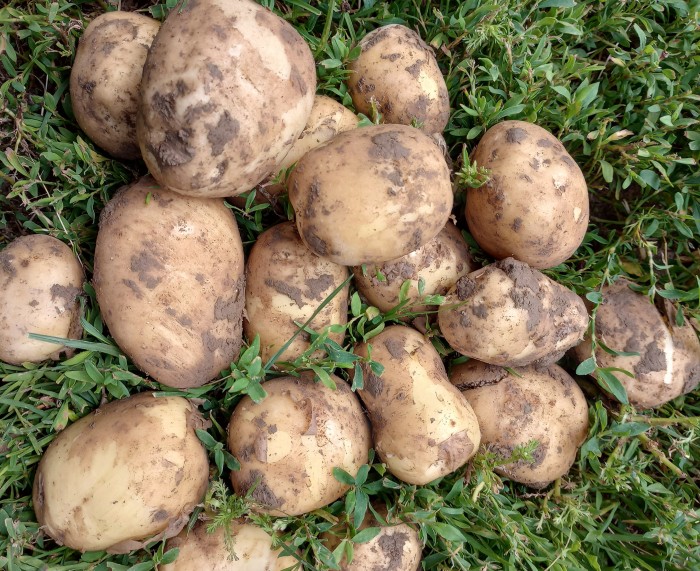 Ziemniak Bellarosa od p .Adamczyka
