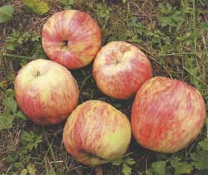 Jabłka  EKO od Adamczyka