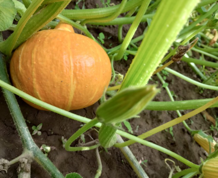 Dynia Hokkaido MŁODA EKO od p Adamczyka