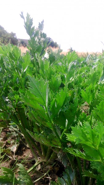 Seler Liść  EKO od Adamczyka