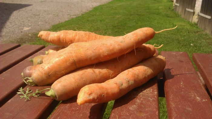 Marchew Drobna EKO od Adamczyka