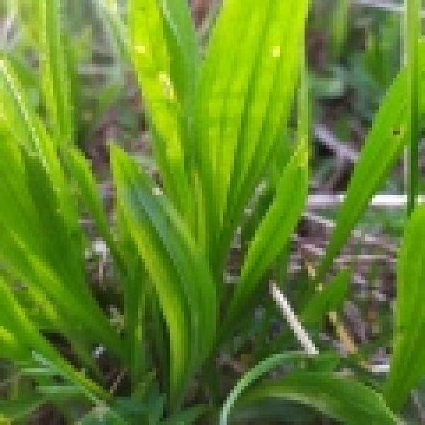 Babka lancetowata od p.Kot