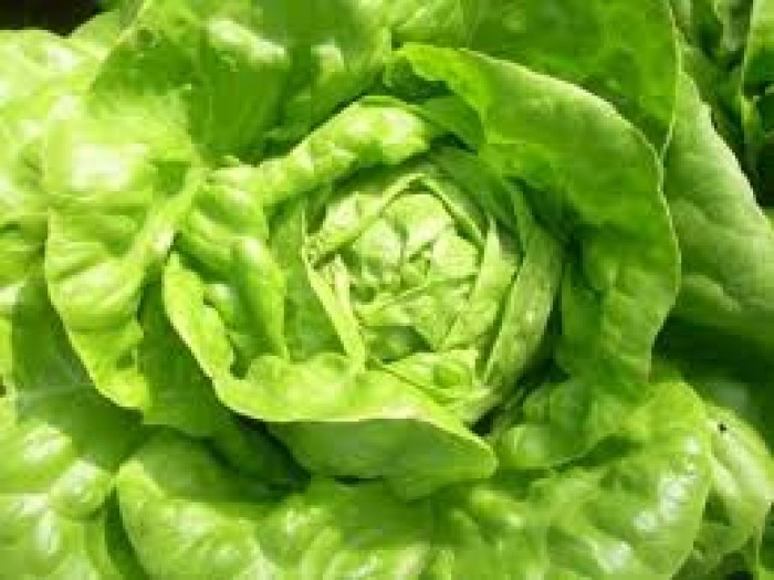 Sałata EKO  od p Adamczyka