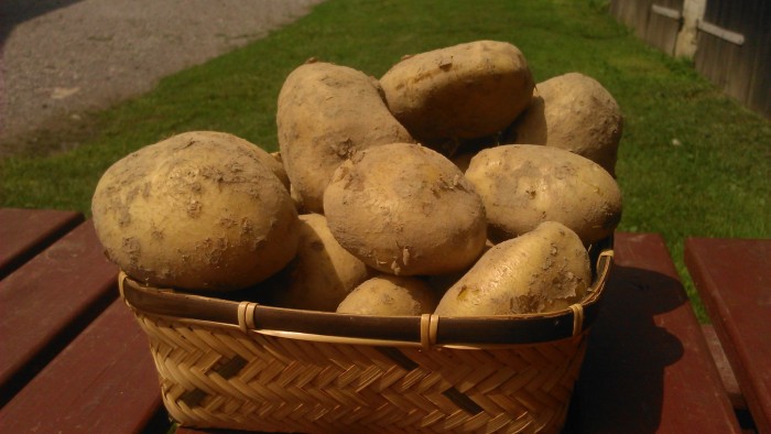 Ziemniaki Otolia EKO od Adamczyka [żółte]