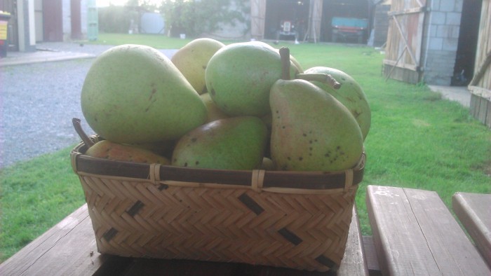 Gruszki  EKO od p Adamczyka