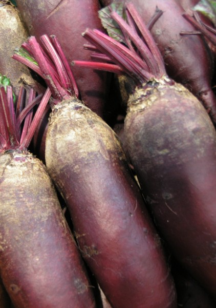 Buraki ćwikłowe Długi EKO  od p. Adamczyka