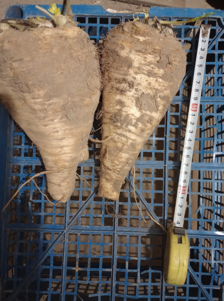 Pietruszka  EKO [ 2 klasa ] od p. Adamczyka