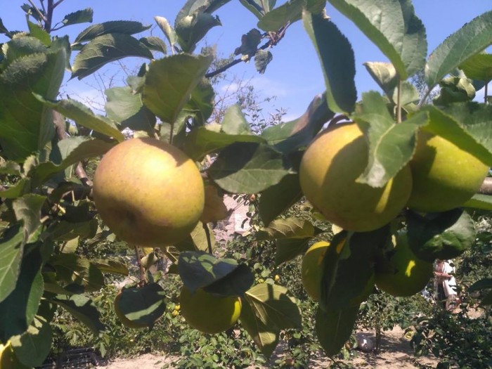 Jabłka Reneta EKO od Adamczyka