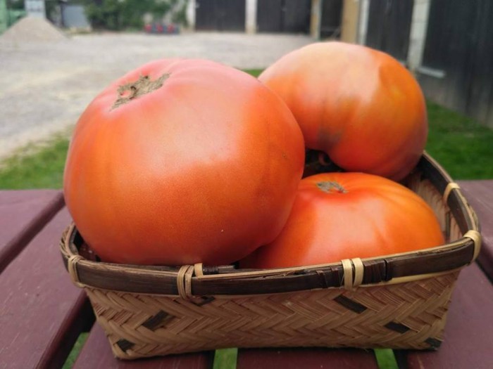 Pomidor malinowy EKO  (SZTUKA)  od 500 do 700 gr od Adamczyka