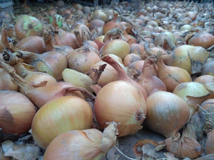 Cebula EKO (0,5kg) od Adamczyka