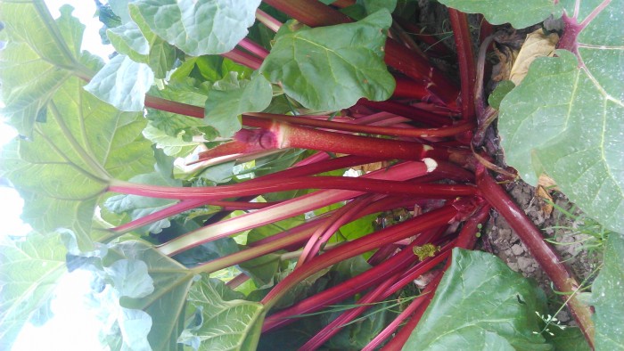 Rabarbar EKO młody 0,5kg od Adamczyka