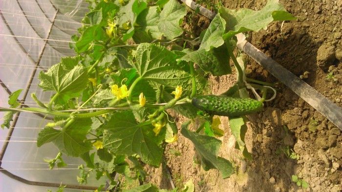 Ogóreczki małe młode EKO 0,5 kg od Adamczyka