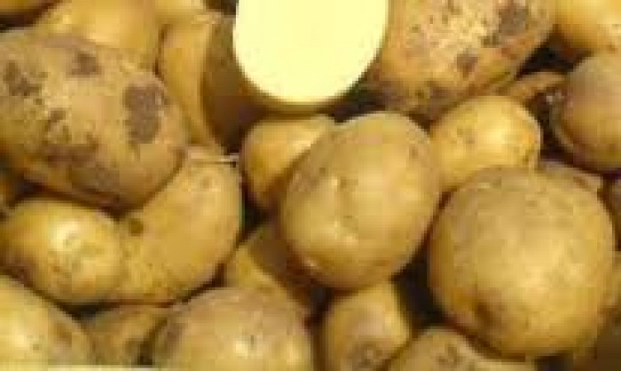 Ziemniaki DROBNE-sadzeniak EKO  MARABEL 10kg od p. Adamczyka