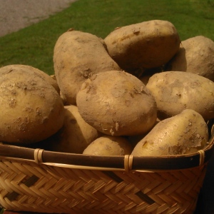 Ziemniaki Otolia EKO od Adamczyka [żółte]