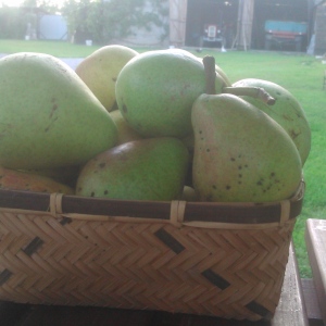 Gruszki  EKO od p Adamczyka