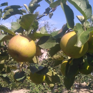 Jabłka Reneta EKO od Adamczyka