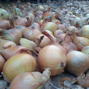 Cebula EKO (0,5kg) od Adamczyka