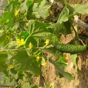 Ogóreczki małe młode EKO 0,5 kg od Adamczyka